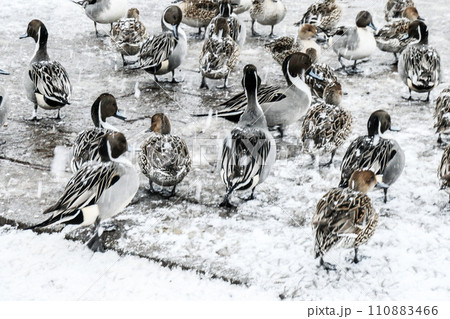 吹雪でパンがもらえず散歩で気を紛らせている尾長ガモの集団 110883466