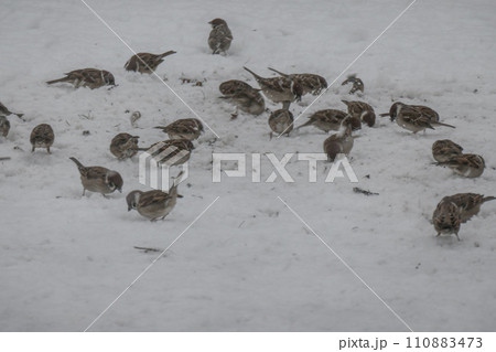 雪国岩手のすずめは白鳥のおこぼれのパンくずを拾う 110883473