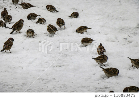 雪国岩手のすずめは白鳥のおこぼれのパンくずを拾う 雪国岩手のすずめは白鳥のおこぼれのパンくずを拾う 110883475