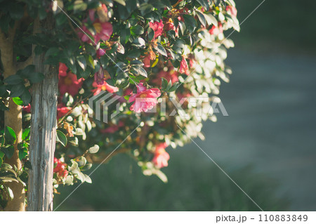 オールドな雰囲気の花 オールドな雰囲気の花 110883849