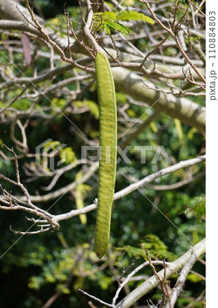 垂れ下がるホウオウボクの大きな実 110884803