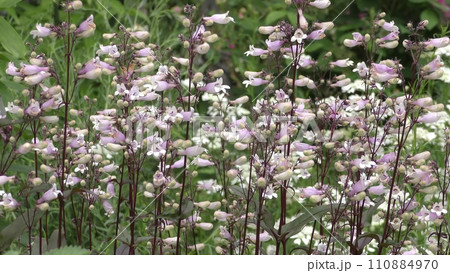 ペンステモン・ハスカーレッドの花 ペンステモン・ハスカーレッドの花 110884970