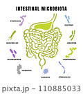 INTESTINAL MICROBIOTA OF THE HUMAN Types Of Bacteria In Gut Medical Banner For Student Education Anatomy Scheme With Text Hand Drawn Vector Illustration 110885033