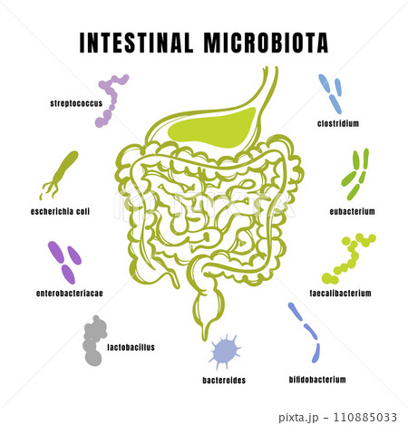 INTESTINAL MICROBIOTA OF THE HUMAN Types Of Bacteria In Gut Medical Banner For Student Education Anatomy Scheme With Text Hand Drawn Vector Illustration INTESTINAL MICROBIOTA OF THE HUMAN Types Of Bacteria In Gut Medical Banner For Student Education Anatomy Scheme With Text Hand Drawn Vector Illustration 110885033