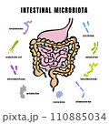 INTESTINAL MICROBIOTA BACTERIA Types In Gut Of The Human Medical Banner For Student Education Anatomy Scheme With Text Hand Drawn Vector Illustration 110885034