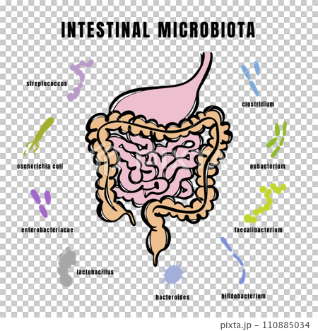 INTESTINAL MICROBIOTA BACTERIA Types In Gut Of The Human Medical Banner For Student Education Anatomy Scheme With Text Hand Drawn Vector Illustration 110885034