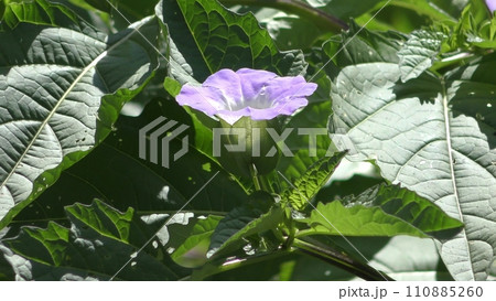 オオセンナリの花 オオセンナリの花 110885260