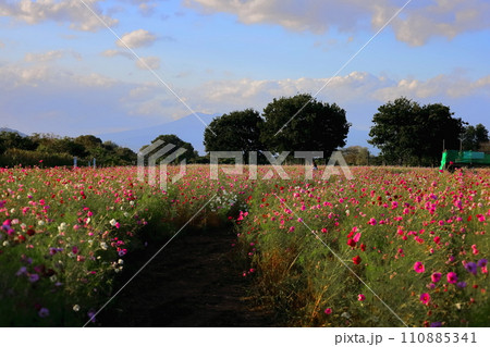 コスモス咲く鬼怒グリーンパーク／栃木県 110885341