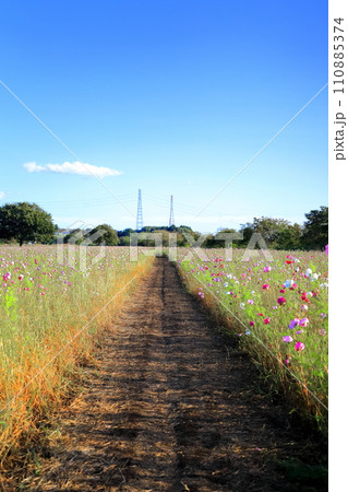 コスモス咲く鬼怒グリーンパーク/栃木県 コスモス咲く鬼怒グリーンパーク/栃木県 110885374
