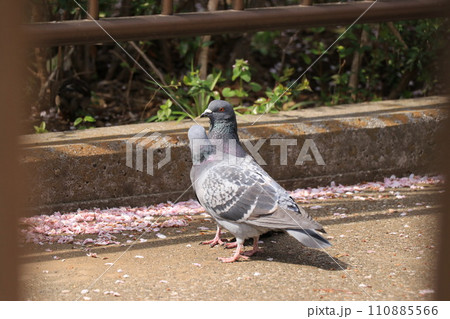 おしどり（オシドリ）鳩が寄り添い毛づくろい 110885566