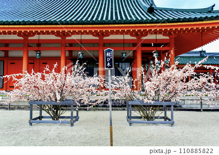【京都】春の平安神宮　桜みくじの結び木 110885822