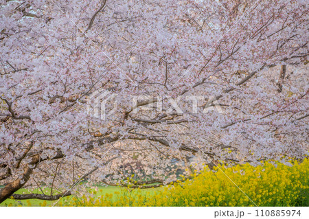 桜と菜の花のある風景 110885974
