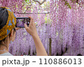 満開の藤の花を撮影する女性 110886013