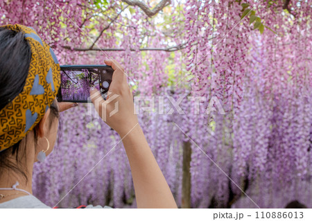 満開の藤の花を撮影する女性 満開の藤の花を撮影する女性 110886013