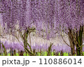 美しい藤の花 110886014