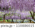 藤棚に咲く藤の花 110886015