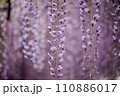 藤の花が垂れ下がる 110886017