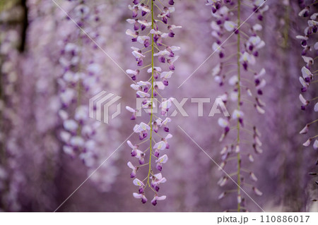 藤の花が垂れ下がる 藤の花が垂れ下がる 110886017
