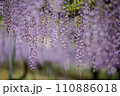 満開になった藤の花 110886018