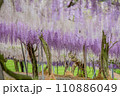 満開になった藤の花 110886049