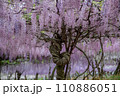 藤の花が満開 110886051