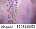 春の光を浴びる藤の花 110886052