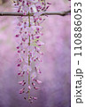 ピンク色の花を付けた藤の枝 110886053