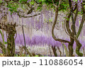 藤の花のある風景 110886054