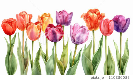 チューリップの花の水彩画