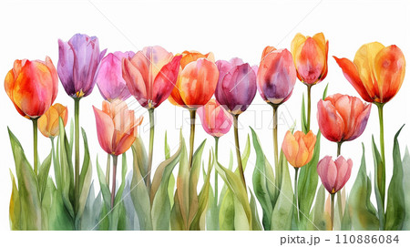チューリップの花の水彩画
