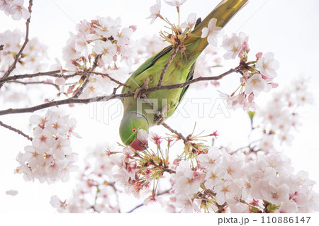 満開の桜の花びらを無心に食べる野生の緑色のオウム 満開の桜の花びらを無心に食べる野生の緑色のオウム 110886147