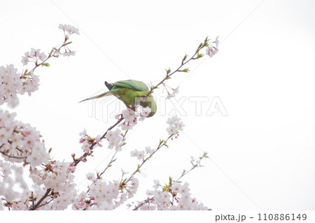 満開の桜の花びらを無心に食べる野生の緑色のオウム 満開の桜の花びらを無心に食べる野生の緑色のオウム 110886149