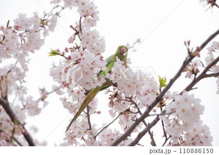 満開の桜の花びらを無心に食べる野生の緑色のオウム 満開の桜の花びらを無心に食べる野生の緑色のオウム 110886150