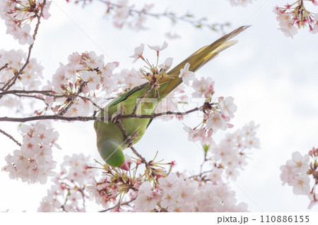 満開の桜の花びらを無心に食べる野生の緑色のオウム 満開の桜の花びらを無心に食べる野生の緑色のオウム 110886155