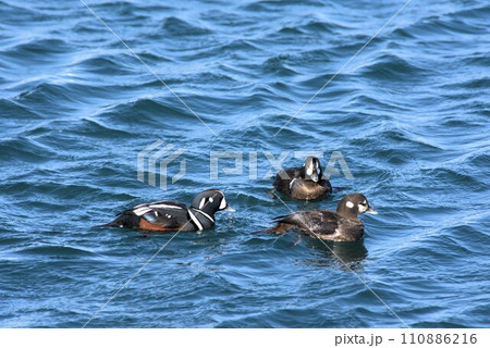 シノリガモのオスとメス 1月【撮影地:北海道天塩港】 シノリガモのオスとメス 1月【撮影地:北海道天塩港】 110886216