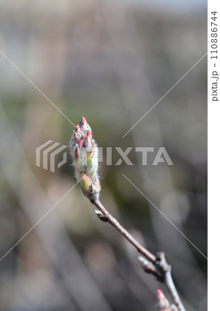 Snowy mespilus Snowy mespilus 110886744