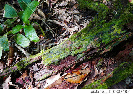 Rainforest Discovery Center. Sandakan is also the second largest town in Sabah, Malaysia. Known as the Natural City, Sandakan visitors have the opportunity to explore wildlife sanctuaries and discover 110887502