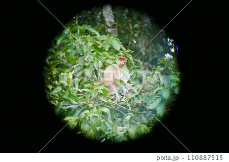 Rainforest Discovery Center. Sandakan is also the second largest town in Sabah, Malaysia. Known as the Natural City, Sandakan visitors have the opportunity to explore wildlife sanctuaries and discover 110887515