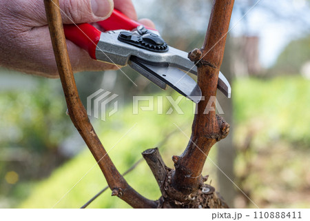Farmer pruning the vine in winter. Agriculture. Farmer pruning the vine in winter. Agriculture. 110888411