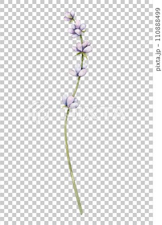 Watercolor Lavender flower. Hand drawn botanical illustration of lavender branch for wedding invitation, logo, cards, packaging and labeling. Watercolor Lavender flower. Hand drawn botanical illustration of lavender branch for wedding invitation, logo, cards, packaging and labeling. 110888499