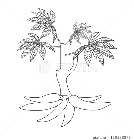 Cassava icon 110888878