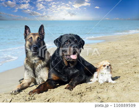 dogs on the beach 110889509