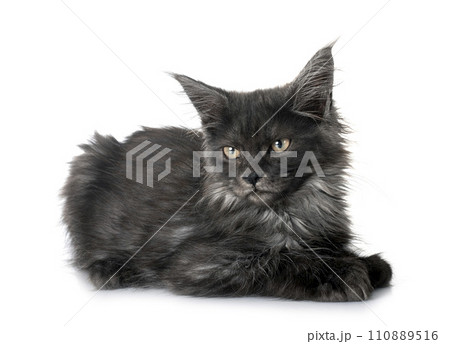 maine coon kitten 110889516