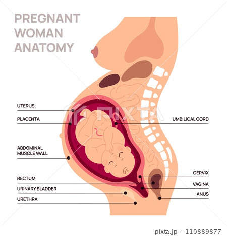anatomy womb 
