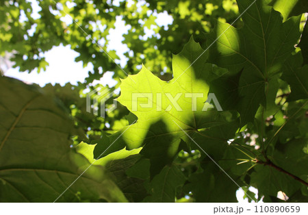 Beauty Pattern Of Green Leaves Of Maple Tree Under Sun Rays Beauty Pattern Of Green Leaves Of Maple Tree Under Sun Rays 110890659