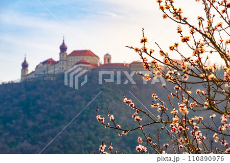 Famous historic Melk abbey and apricot branches in Wachau valley, Austria 110890976