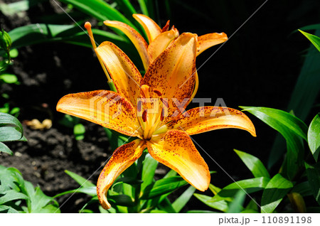 Lilies with tubular flowers in a summer flowerbed. 110891198