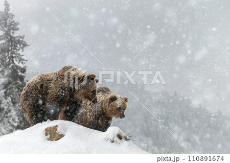 Two brown bears in winter mountain. Animal in wild winter nature Two brown bears in winter mountain. Animal in wild winter nature 110891674