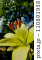 Yellow lily close-up on the background of nature 110891938