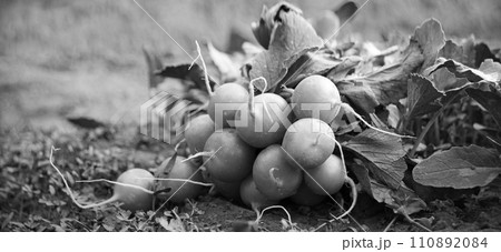 A radish in the vegetable garden 110892084